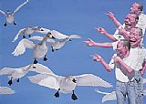 Big Swans